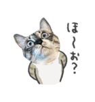 うちの猫るりぽん ちょっとリアル（個別スタンプ：37）