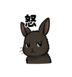ふわもこうさぎの毎日スタンプ（個別スタンプ：3）