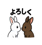 ふわもこうさぎの毎日スタンプ（個別スタンプ：18）