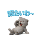 関西弁スコのゆる3Dねこ（個別スタンプ：32）
