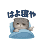 関西弁スコのゆる3Dねこ（個別スタンプ：37）