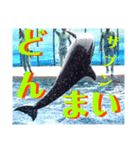 新江ノ島水族館イルカショースタンプ1．5（個別スタンプ：2）
