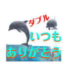 新江ノ島水族館イルカショースタンプ1．5（個別スタンプ：3）
