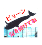 新江ノ島水族館イルカショースタンプ1．5（個別スタンプ：4）