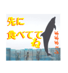 新江ノ島水族館イルカショースタンプ1．5（個別スタンプ：5）