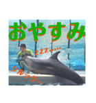 新江ノ島水族館イルカショースタンプ1．5（個別スタンプ：6）