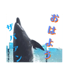新江ノ島水族館イルカショースタンプ1．5（個別スタンプ：7）