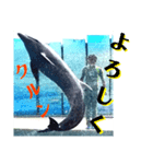 新江ノ島水族館イルカショースタンプ1．5（個別スタンプ：8）