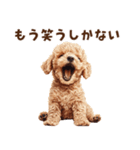 毒舌トイプードルのひとこと（個別スタンプ：25）