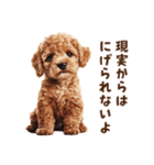 毒舌トイプードルのひとこと（個別スタンプ：30）