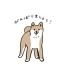 いろんな犬のスタンプ(敬語)（個別スタンプ：12）