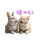 【動く】うさぎとネコ ミーム リアル（個別スタンプ：7）