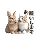 【動く】うさぎとネコ ミーム リアル（個別スタンプ：14）