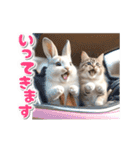 【動く】うさぎとネコ ミーム リアル（個別スタンプ：17）