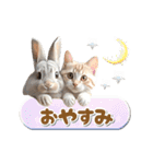 【動く】うさぎとネコ ミーム リアル（個別スタンプ：24）