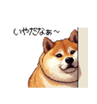 やる気の出ないネガティブ 太っちょ柴犬（個別スタンプ：12）