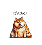 やる気の出ないネガティブ 太っちょ柴犬（個別スタンプ：37）