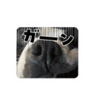 ぱぷまう（個別スタンプ：1）