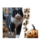 飛び出す★秋を感じる・ハチワレ猫（個別スタンプ：1）