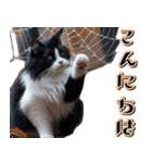 飛び出す★秋を感じる・ハチワレ猫（個別スタンプ：13）