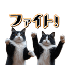 飛び出す★秋を感じる・ハチワレ猫（個別スタンプ：16）