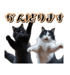 飛び出す★秋を感じる・ハチワレ猫（個別スタンプ：20）