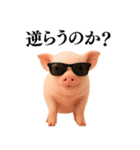 【日常会話】可愛い子豚のコスプレ（個別スタンプ：10）