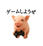 【日常会話】可愛い子豚のコスプレ（個別スタンプ：11）