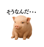 【日常会話】可愛い子豚のコスプレ（個別スタンプ：24）