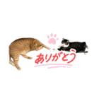 あづ＆ニコ＆つぼさん（個別スタンプ：3）