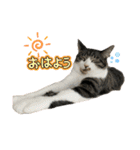 あづ＆ニコ＆つぼさん（個別スタンプ：8）