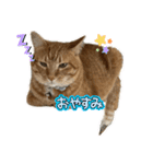 あづ＆ニコ＆つぼさん（個別スタンプ：12）