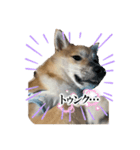 子犬から成長した飼い犬②（個別スタンプ：2）
