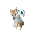子犬から成長した飼い犬②（個別スタンプ：5）