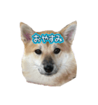 子犬から成長した飼い犬②（個別スタンプ：6）