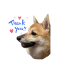 子犬から成長した飼い犬②（個別スタンプ：7）