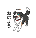 名前入りボーダーコリートライカラー（個別スタンプ：2）