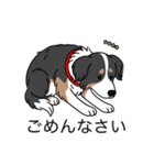 名前入りボーダーコリートライカラー（個別スタンプ：3）