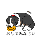 名前入りボーダーコリートライカラー（個別スタンプ：4）