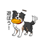 名前入りボーダーコリートライカラー（個別スタンプ：15）