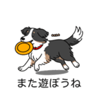 名前入りボーダーコリートライカラー（個別スタンプ：17）
