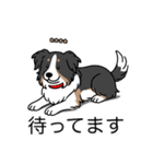 名前入りボーダーコリートライカラー（個別スタンプ：23）