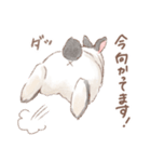日常使い「立ち耳うさぎ（ヒマラヤン）」（個別スタンプ：4）