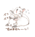 日常使い「立ち耳うさぎ（ヒマラヤン）」（個別スタンプ：13）