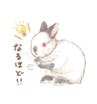日常使い「立ち耳うさぎ（ヒマラヤン）」（個別スタンプ：14）
