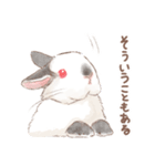 日常使い「立ち耳うさぎ（ヒマラヤン）」（個別スタンプ：16）
