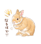 日常使い「立ち耳うさぎ（オレンジ）」（個別スタンプ：14）