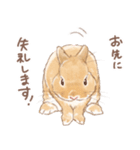 日常使い「立ち耳うさぎ（オレンジ）」（個別スタンプ：15）