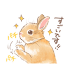 日常使い「立ち耳うさぎ（オレンジ）」（個別スタンプ：20）