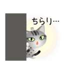 色々な猫9-1 短毛-立ち耳-サバアメショ銀（個別スタンプ：6）
